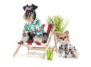 deckchair-11033