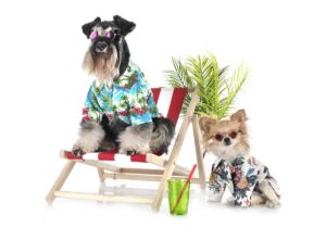 deckchair-11033